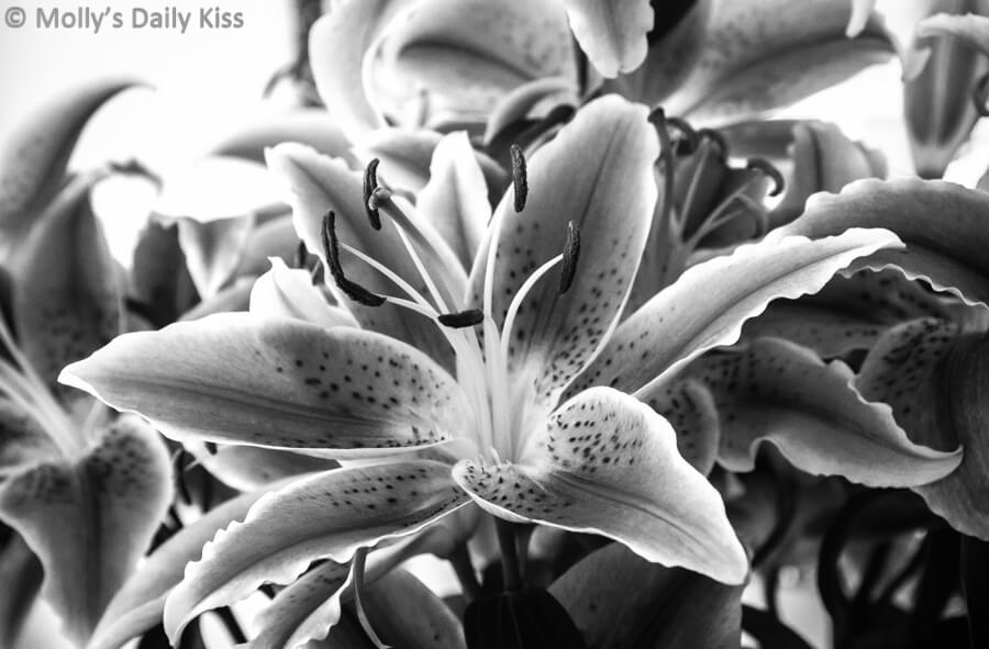 Black and white of lilys flowering