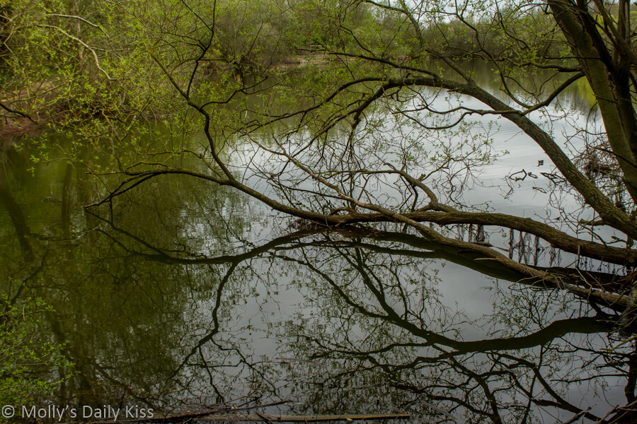 Twisted out of shape tree branches reflected in water
