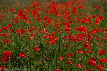 Field of bright red poppies as far as the eye can see