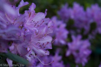 purple Rhododendron flowers