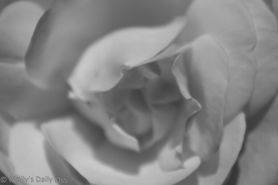 Black and white of rose petals