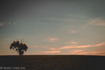 Lone tree in field with pink sky and plane trail in the sky. A moment of beauty
