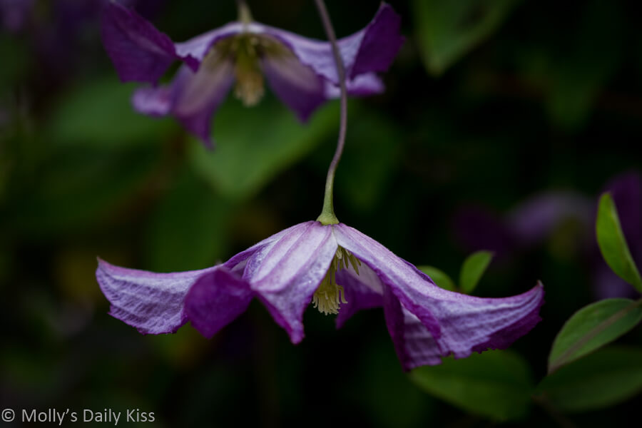 Purple clematis tethered to steam