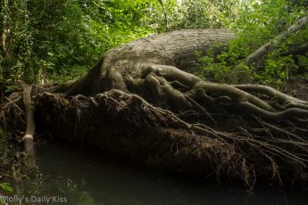 Giants tree laying down with roots exposed