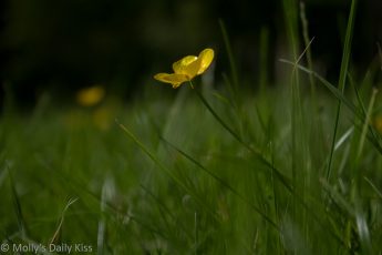 Buttercup in grass looking like a yellow star
