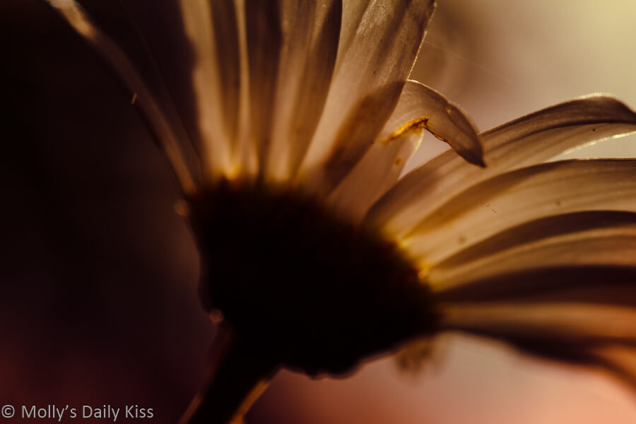ox eye daisy with september sun