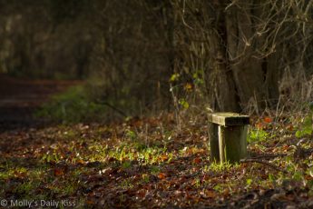 small bench in autumn sunlight on pathway