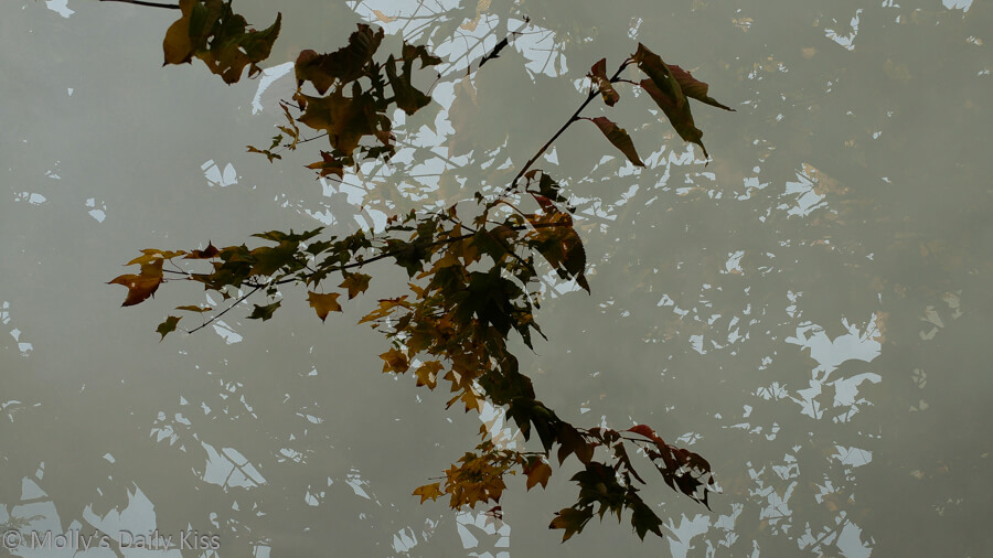 double exposure shot of autumn leaves