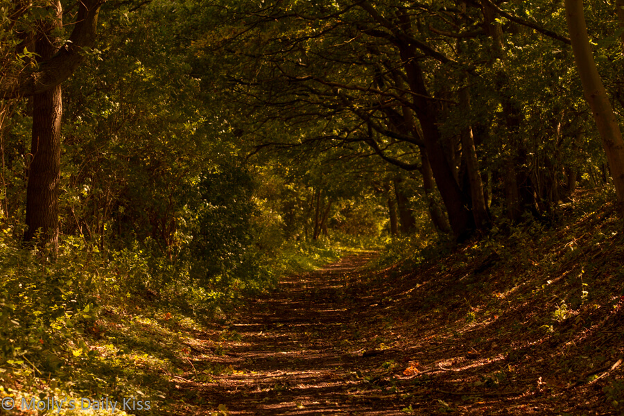 pathway through woodlands with riot of october autumn colours