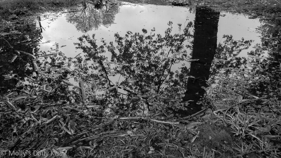 Tree reflected in muddy puddle in black and white
