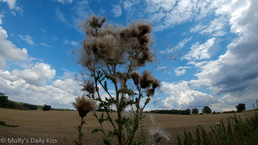 Thistle seed blowing away into blue sky taken with fisheye lens