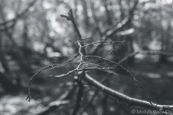 spider web for catching flies in the tree in the woods in black and white