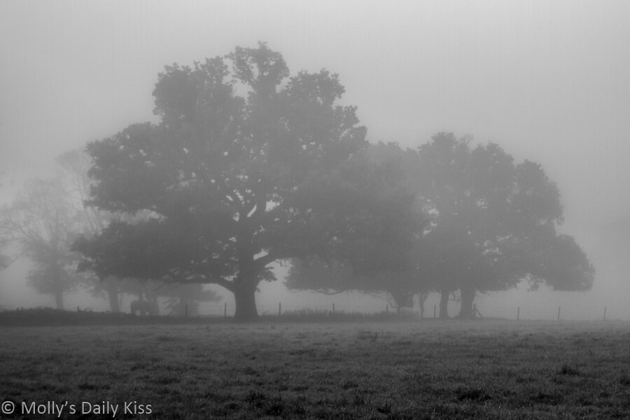 Early morning mist breath through autumn oak trees in black and white