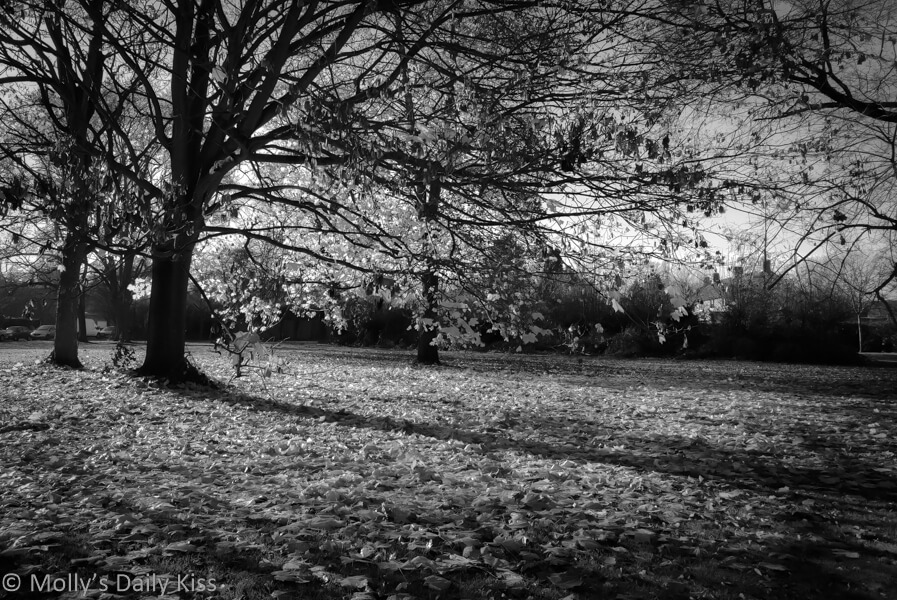 black and white of sunlight through autumn trees on crisp day