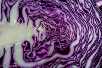 Red cabbage patterns