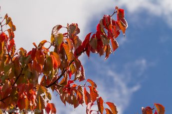 Red autumn leaves against blue sky is true autumn colours