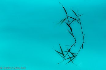 abstract of reeds reflected in water