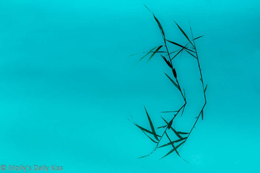 abstract of reeds reflected in water