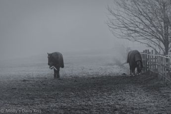 Noble Horses in field wearing winter coats with winter fin and frosted ground