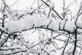 snow on tree branches in black and white