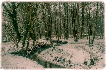 Stremlet winding through snowy woodland