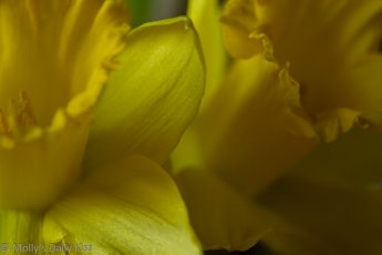 Close up of yellow daffodil petals which are good design