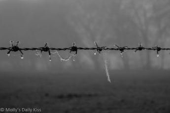 Frost clinging to barb wire in black and white