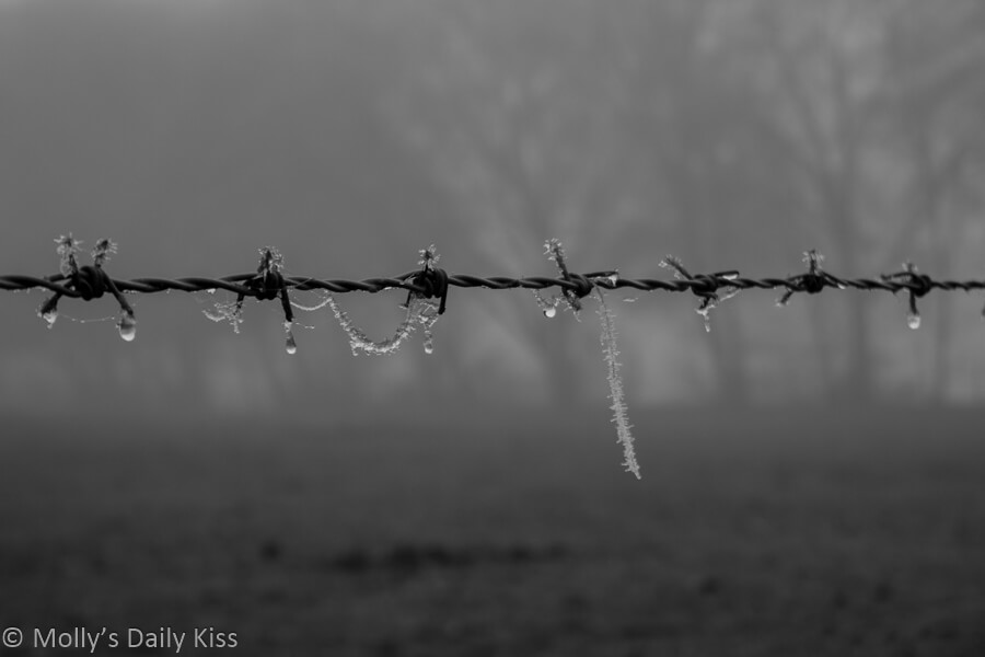 Frost clinging to barb wire in black and white
