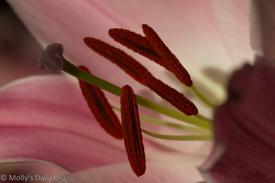 Macro shot of lily stamens