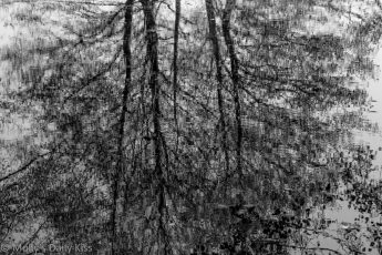 winter trees reflected in stream