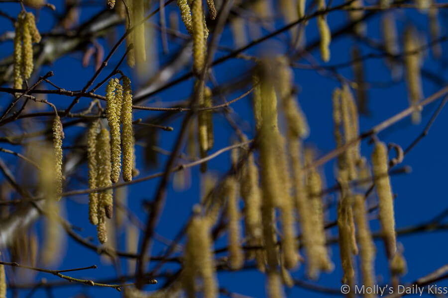 catkins hanging from branches against bright blue winter sky