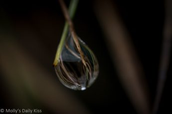 macro shot of droplet of water fluid held between 2 blades of grass