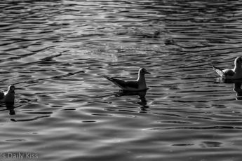 three gulls sitting in a row on the water in black and white