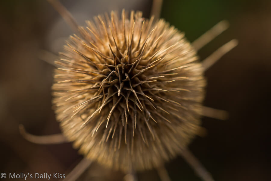 macro shot of thistle spines