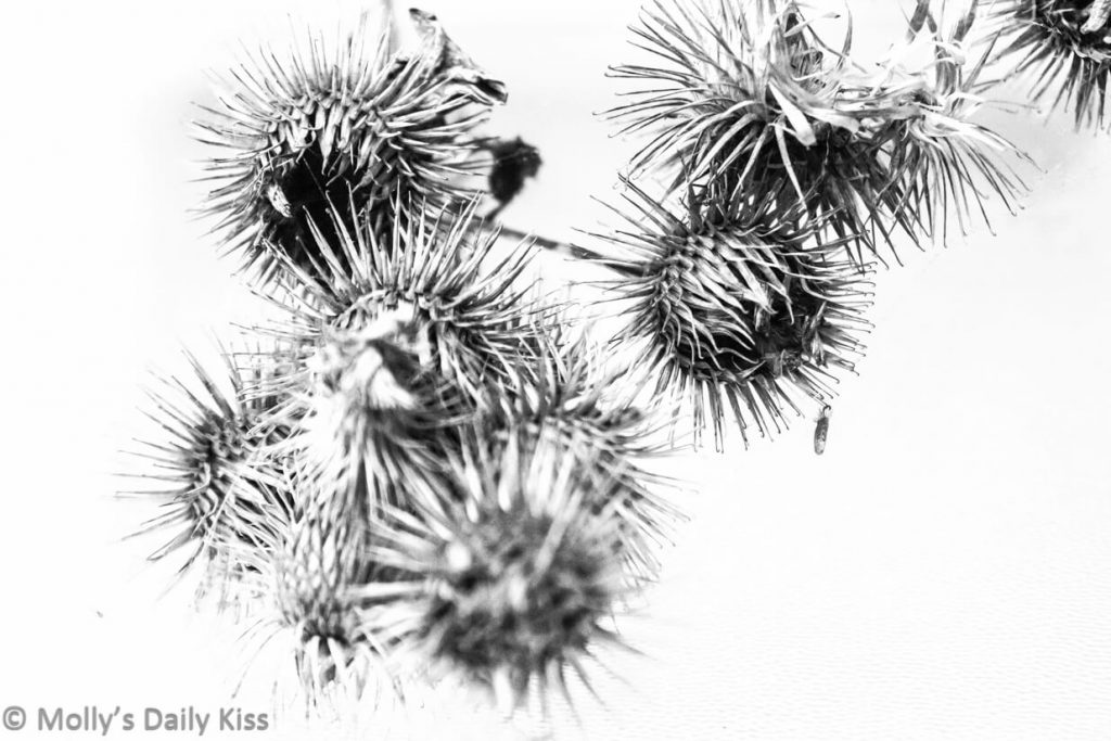 seed heads over exposed in white background in black and white
