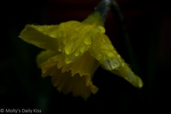 Yellow daffodil with droplets of water clinging to the petals