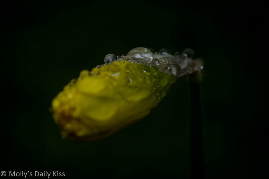 daffodil bud with droplets of water