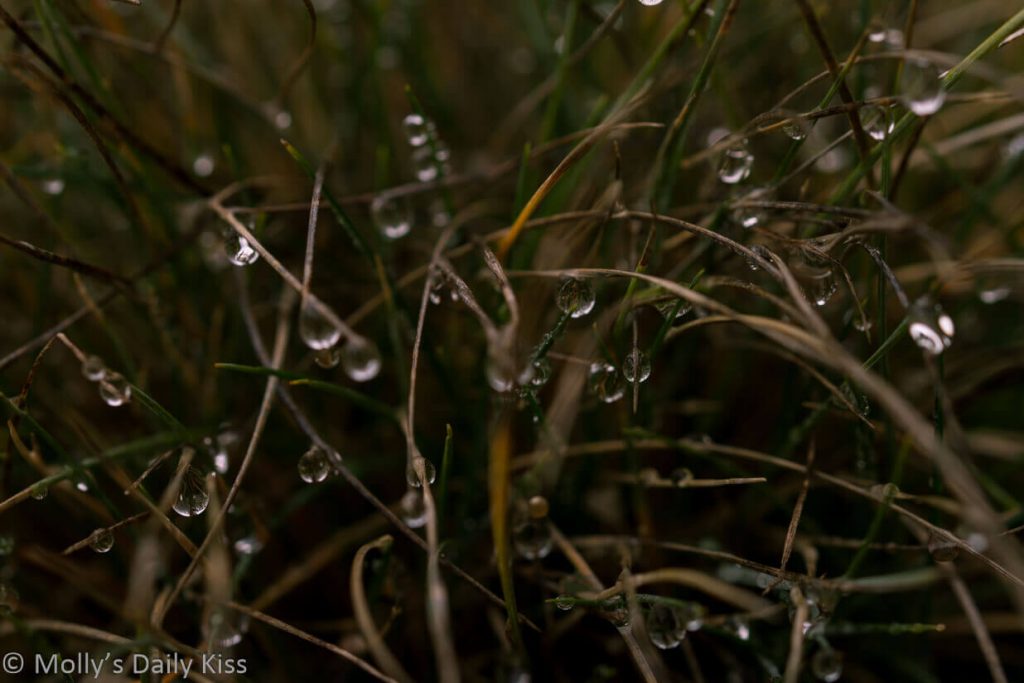droplets of rain clinging to grass
