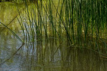reeds reflected in the water