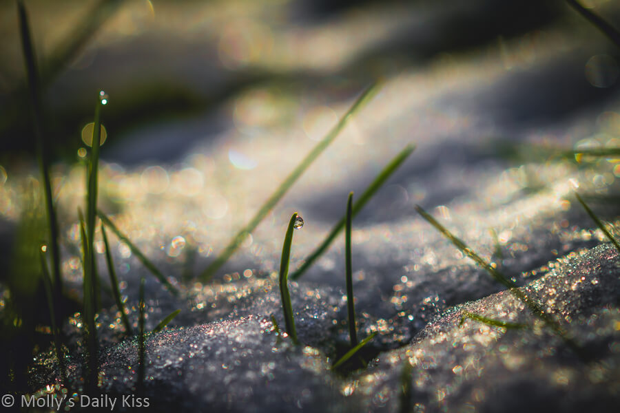 Snow and ice round grass in March sunlight with little droplets of water and bokeh effect