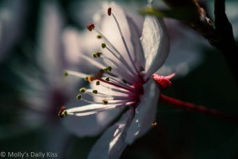 macro shot of white pink blossom with sinlight shining through petals