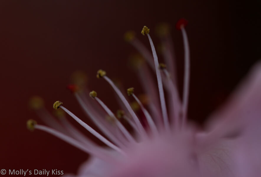 macro shot of pollen on pink blossom