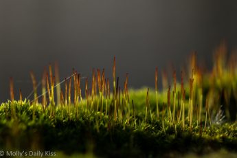 Macro shot of the minutia of moss with cobwebs on it
