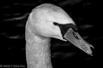 black and white image of a majestic swan