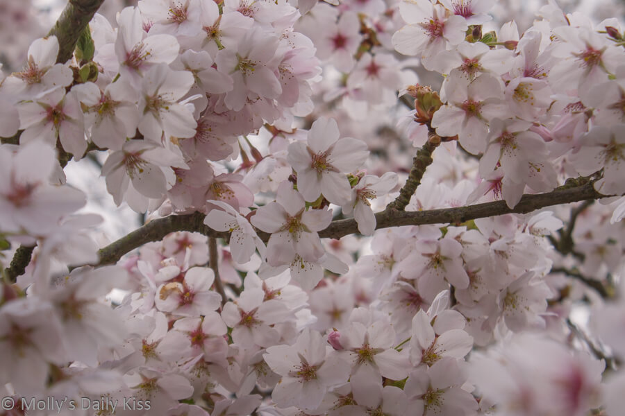 clouds of pink blossom is the breath of spring