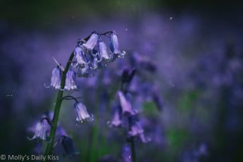 Wild bluebells in the woods