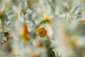 White happy Daffodil through sea of other daffodils