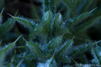 spring thistle with droplets of dew