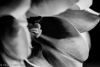 black and white of tulip