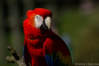 Maccaw parrot with beautiful jewels colours sitting in branch